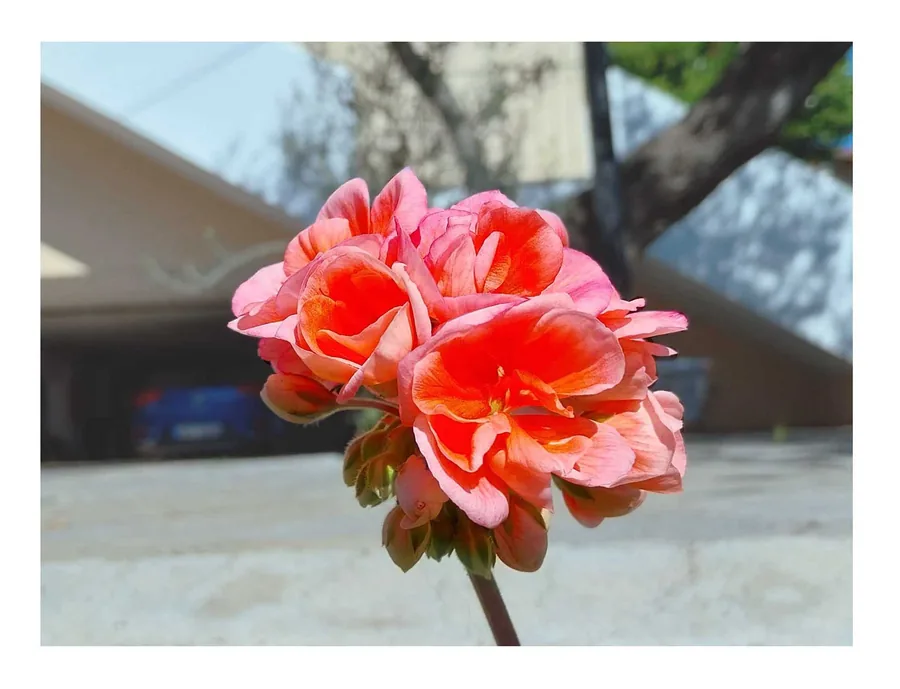 Still Growing — photograph 8