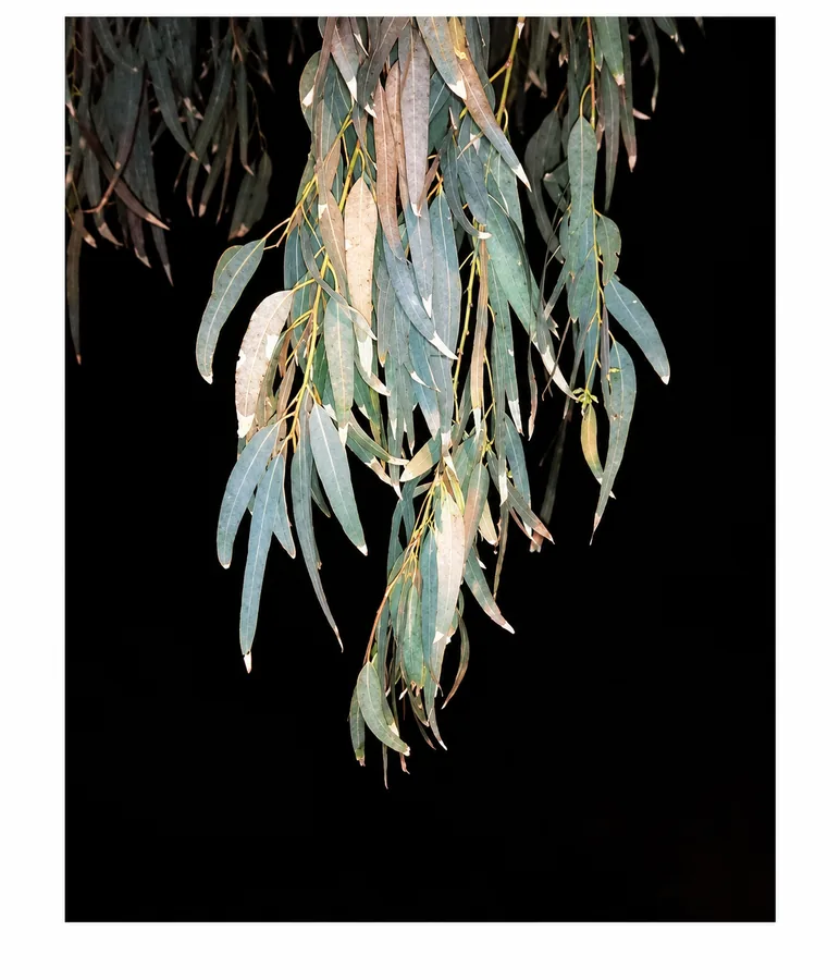 Still Growing — photograph 11