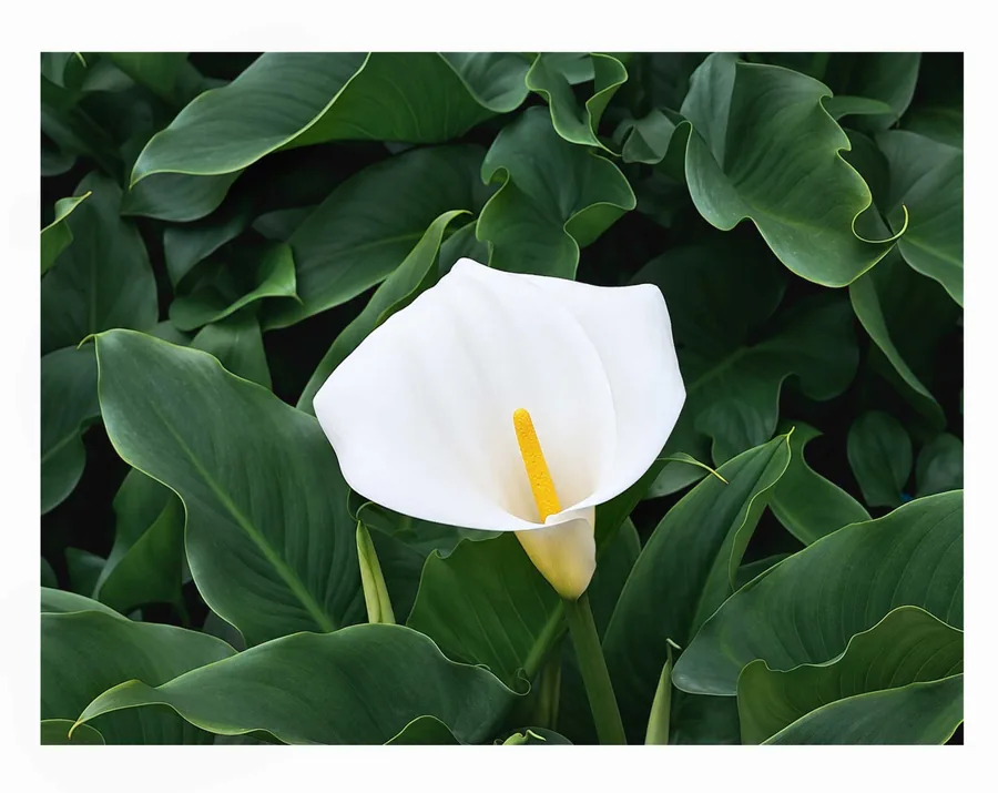 Still Growing — photograph 15